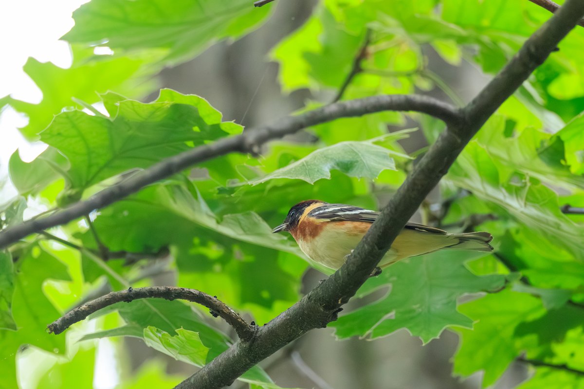 Bay-breasted Warbler