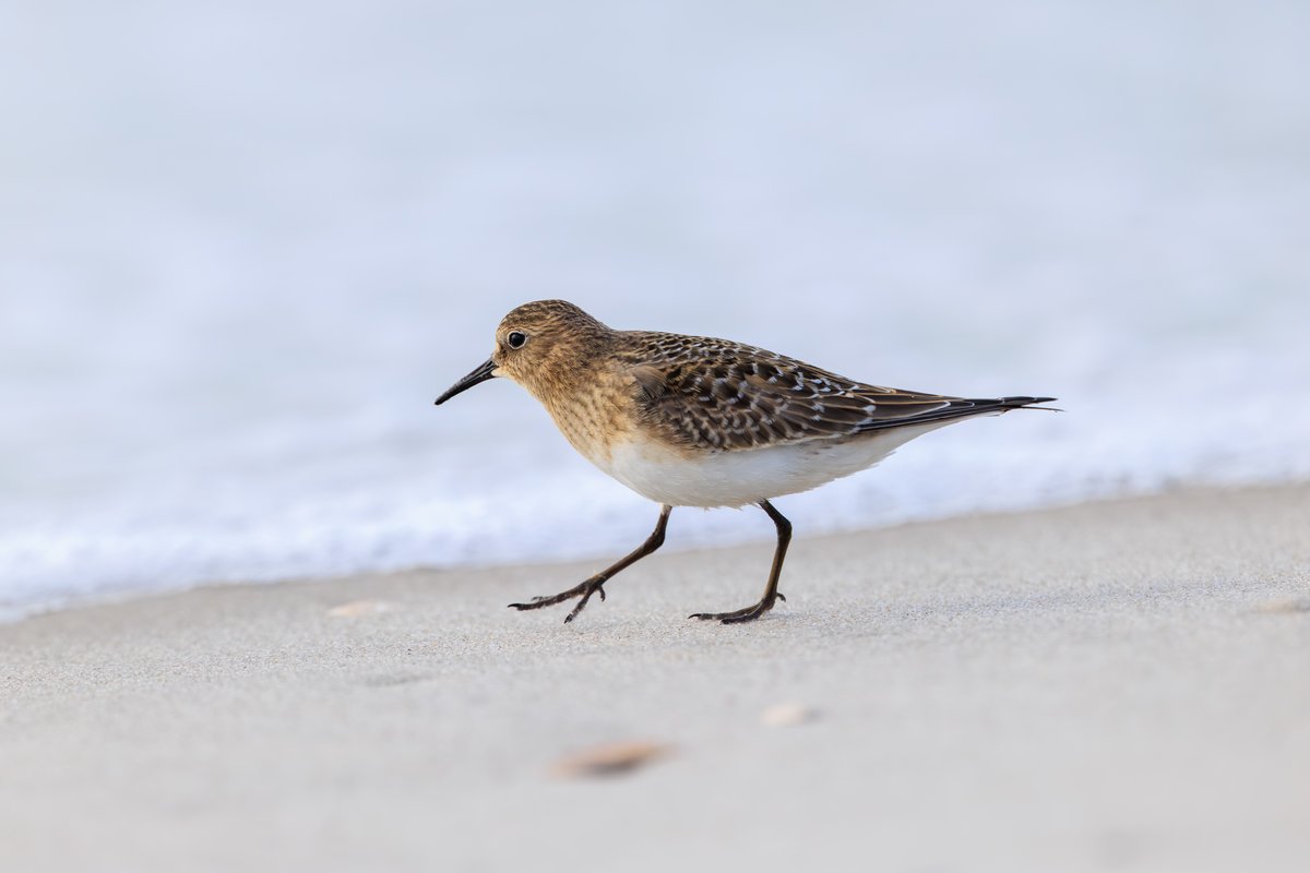 Semipalmated Sandpiper