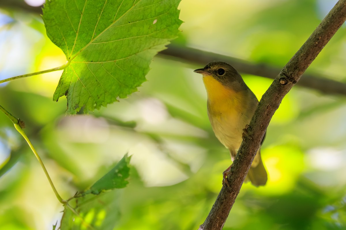 Common Yellowthroat
