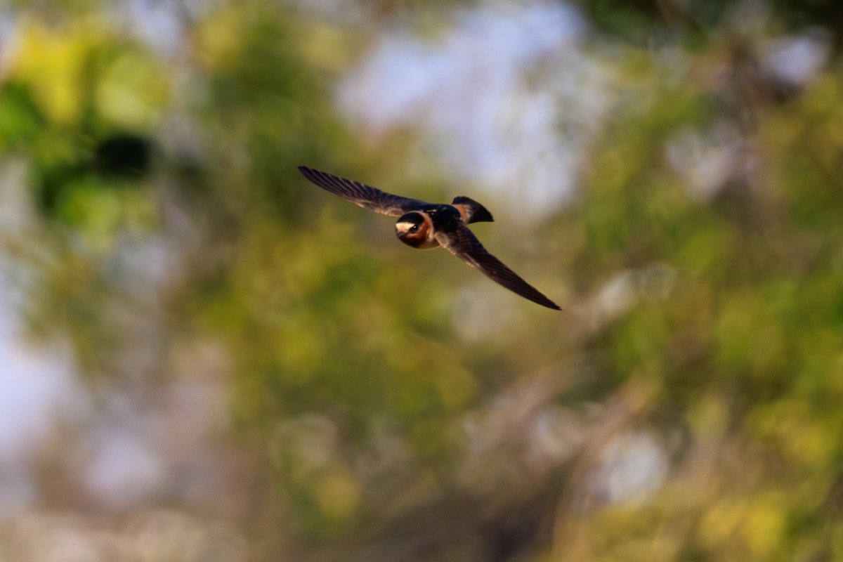 Cliff Swallow