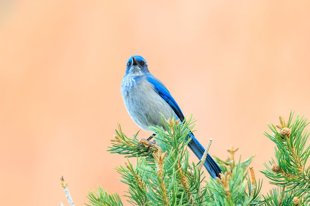 Woodhouse's Scrub-Jay