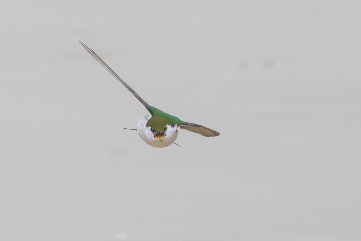 Violet-green Swallow
