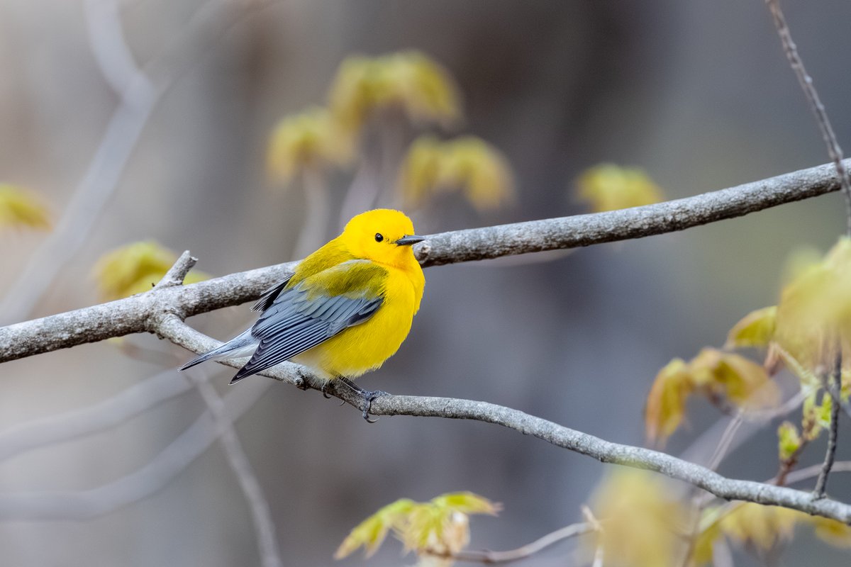 Prothonotary Warbler