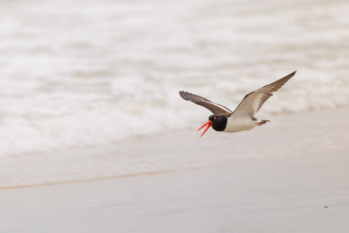 American Oystercatcher