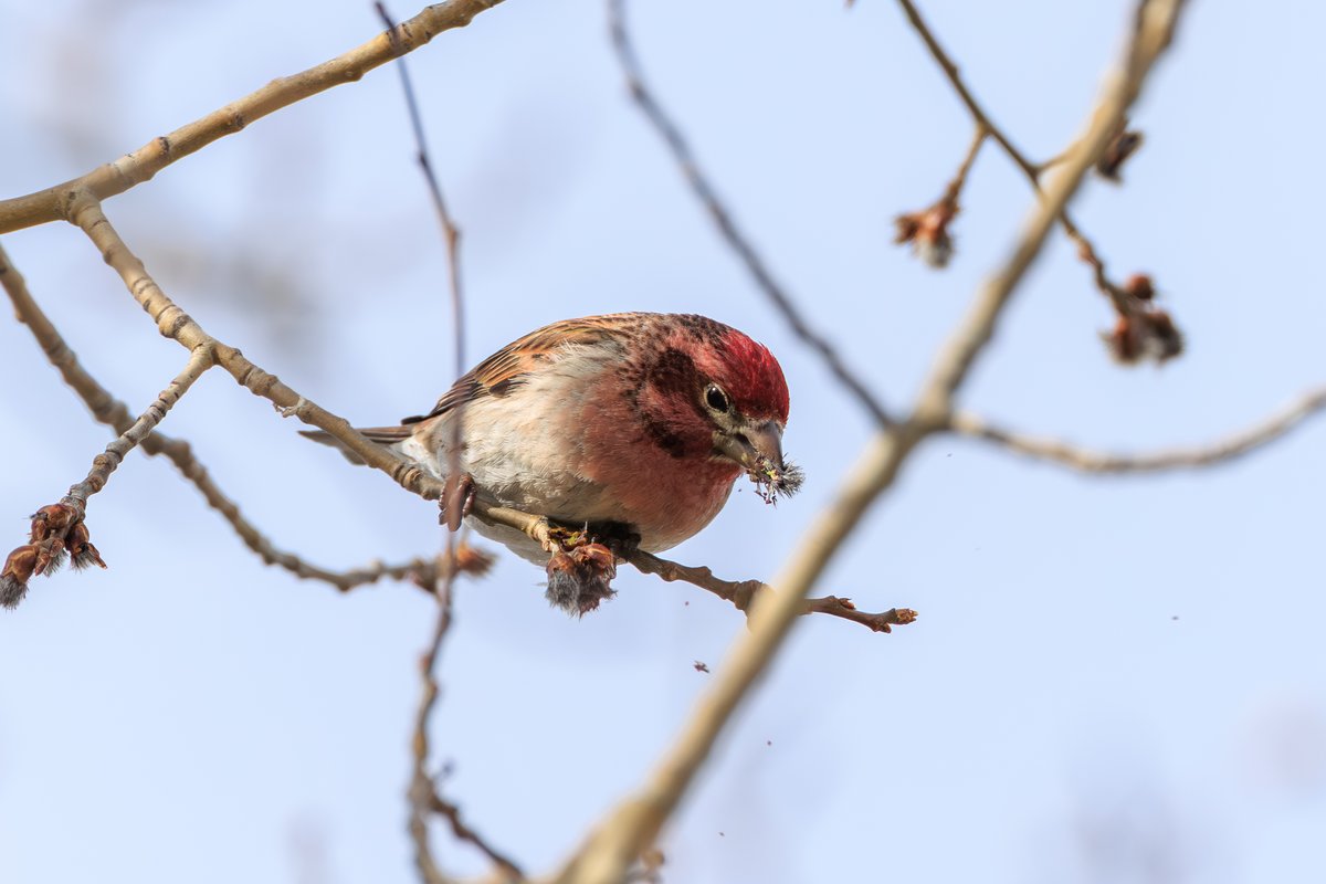 Cassin's Finch