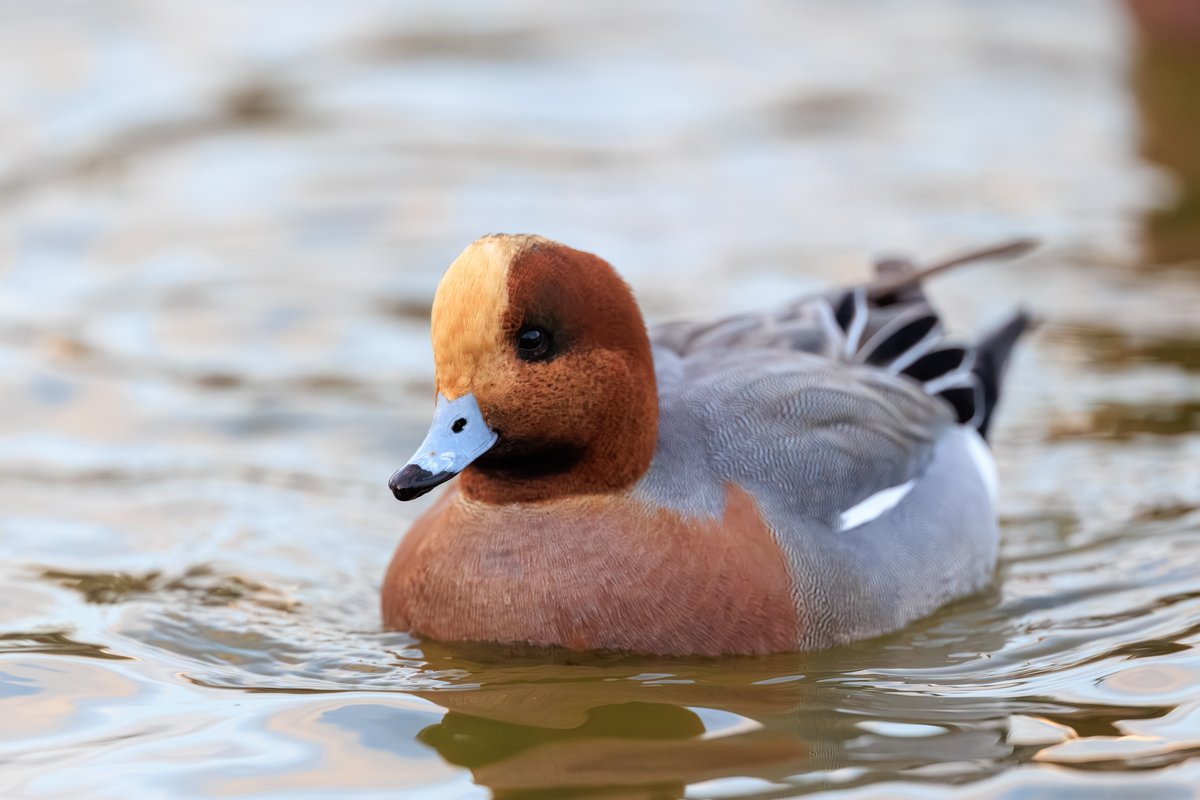 Eurasian Wigeon