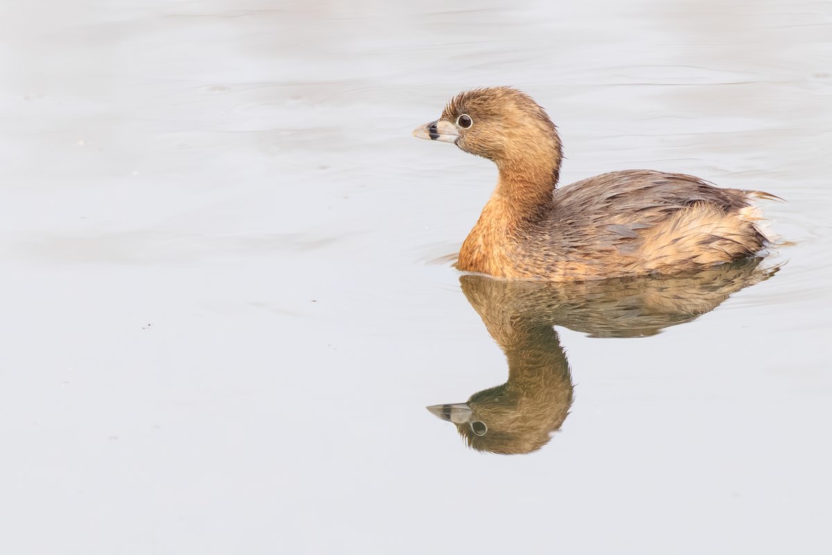 Pied-billed Grebe