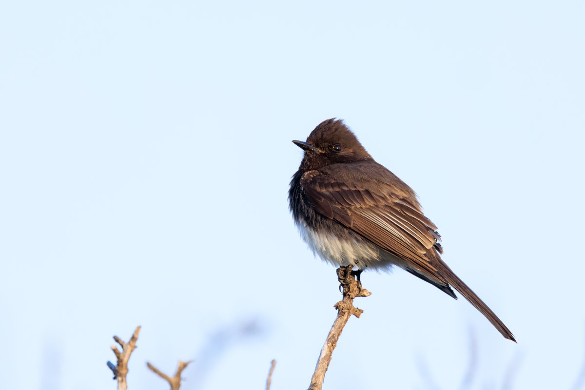 Black Phoebe