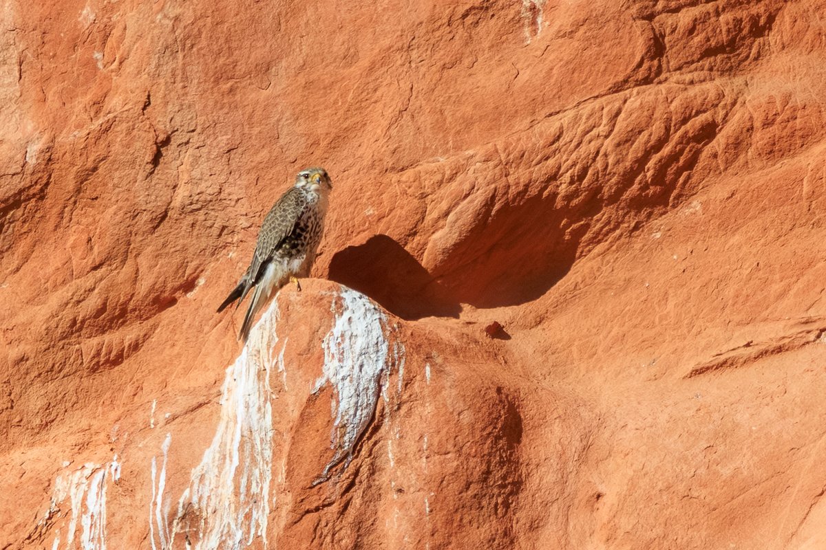 Prairie Falcon