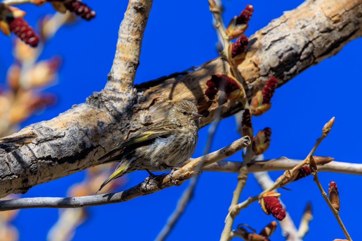 Pine Siskin