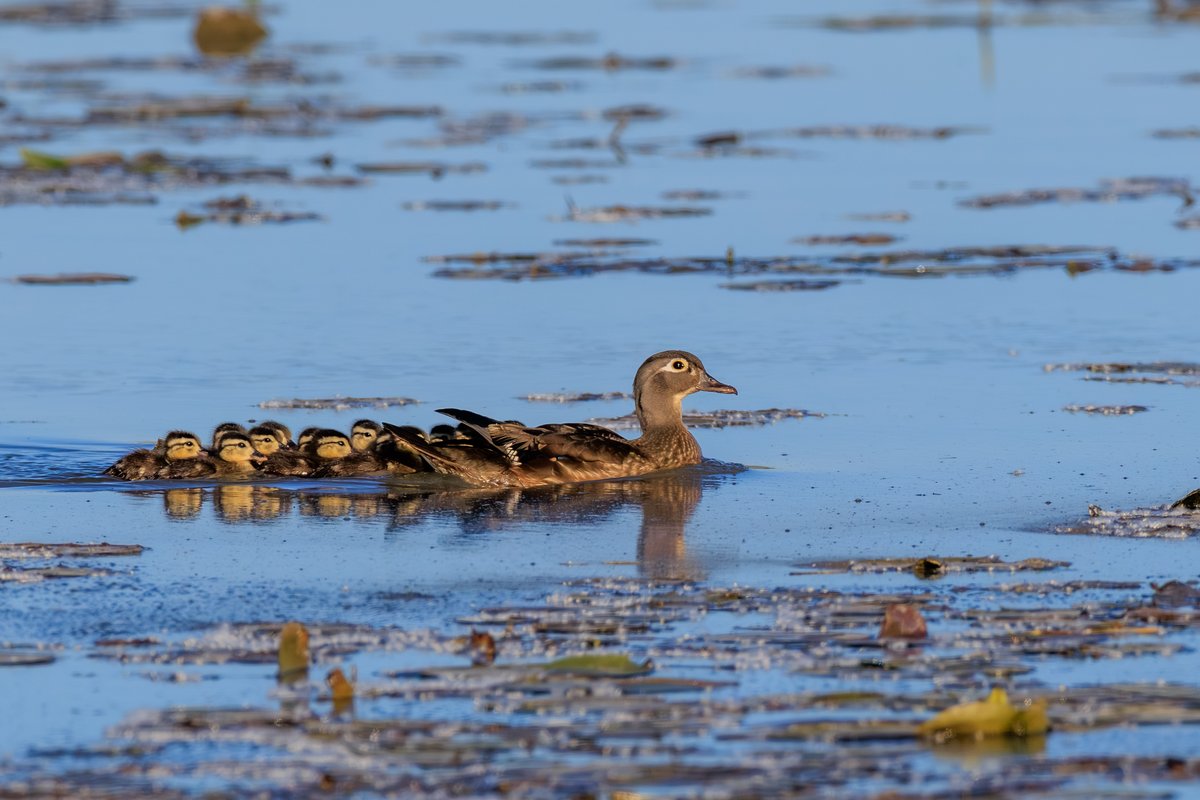 Wood Duck