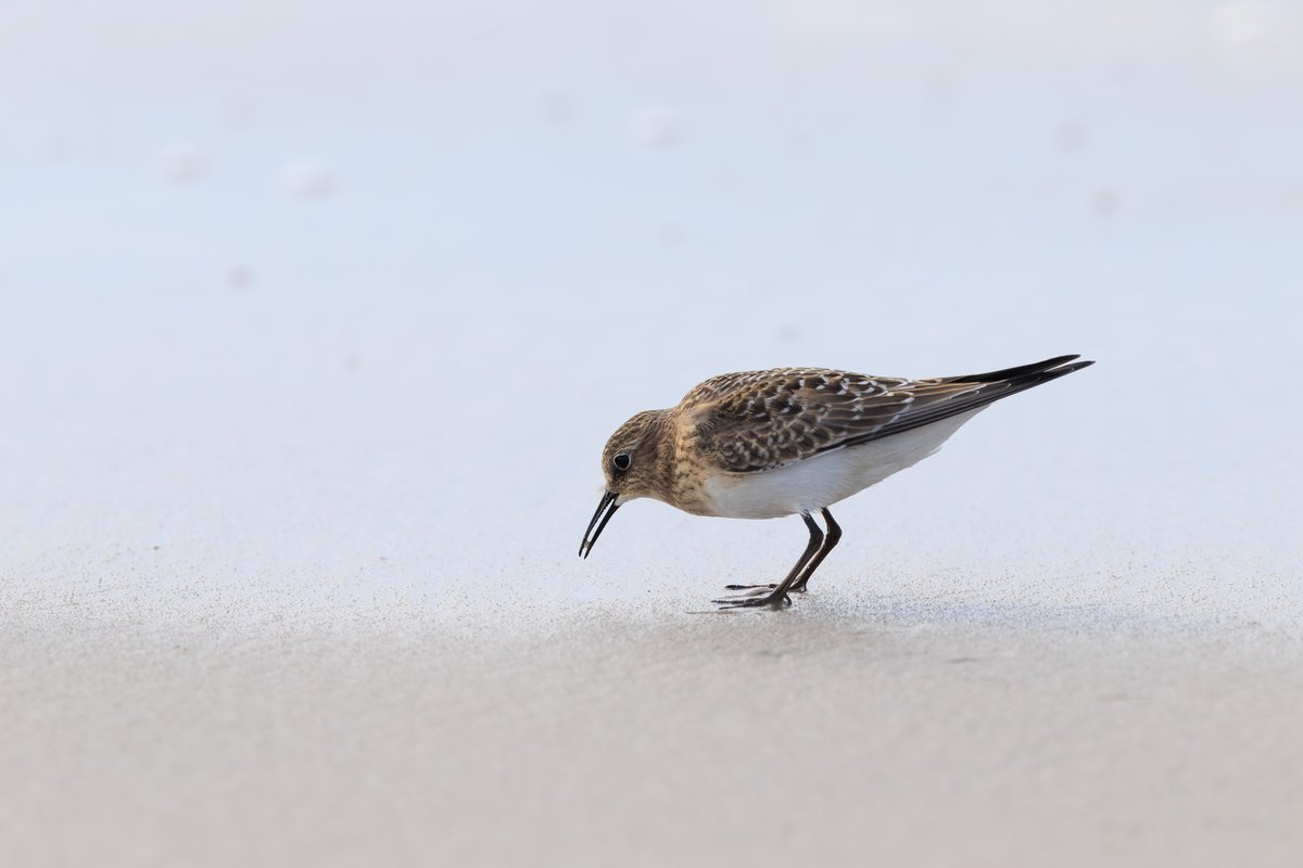 Semipalmated Sandpiper