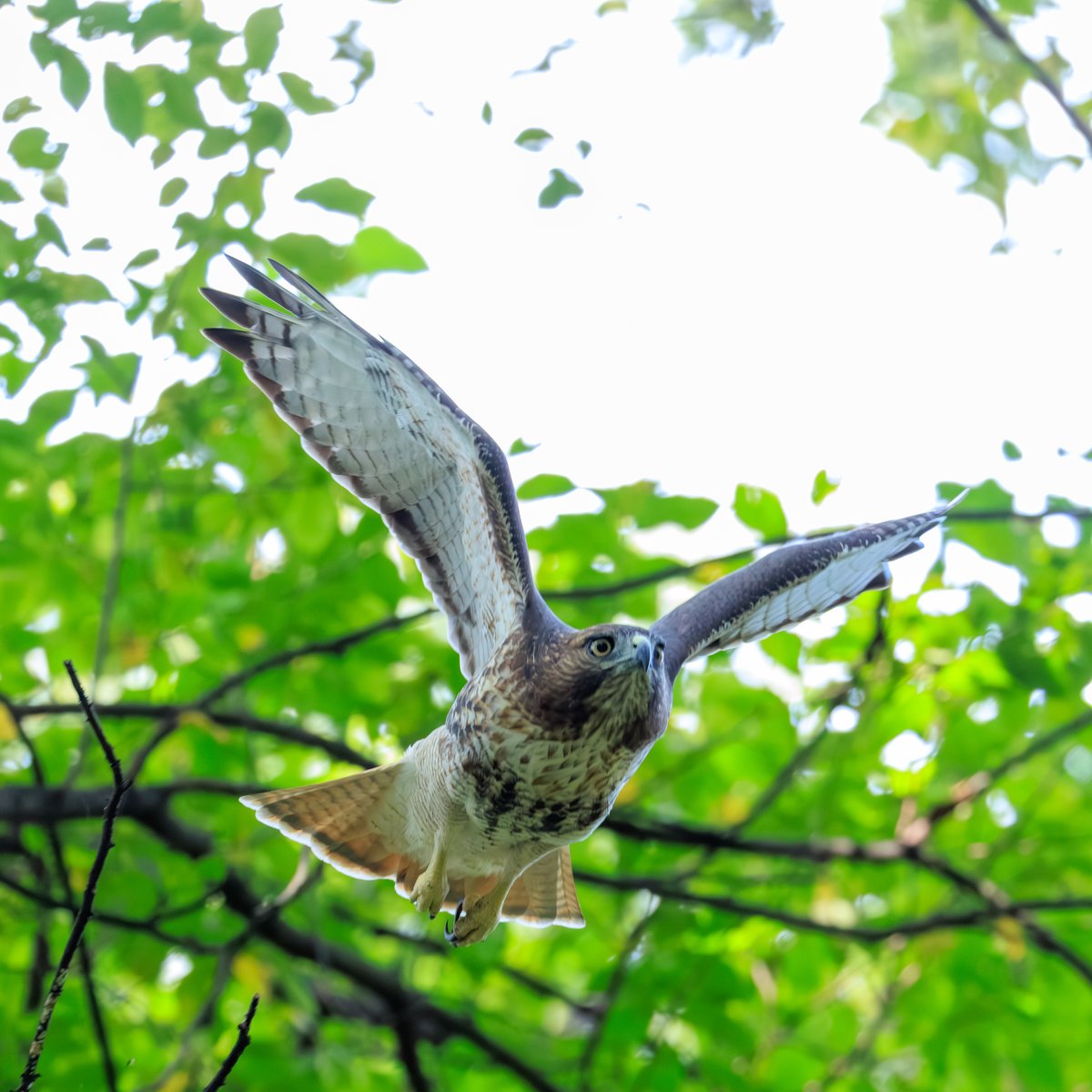 Red-tailed Hawk
