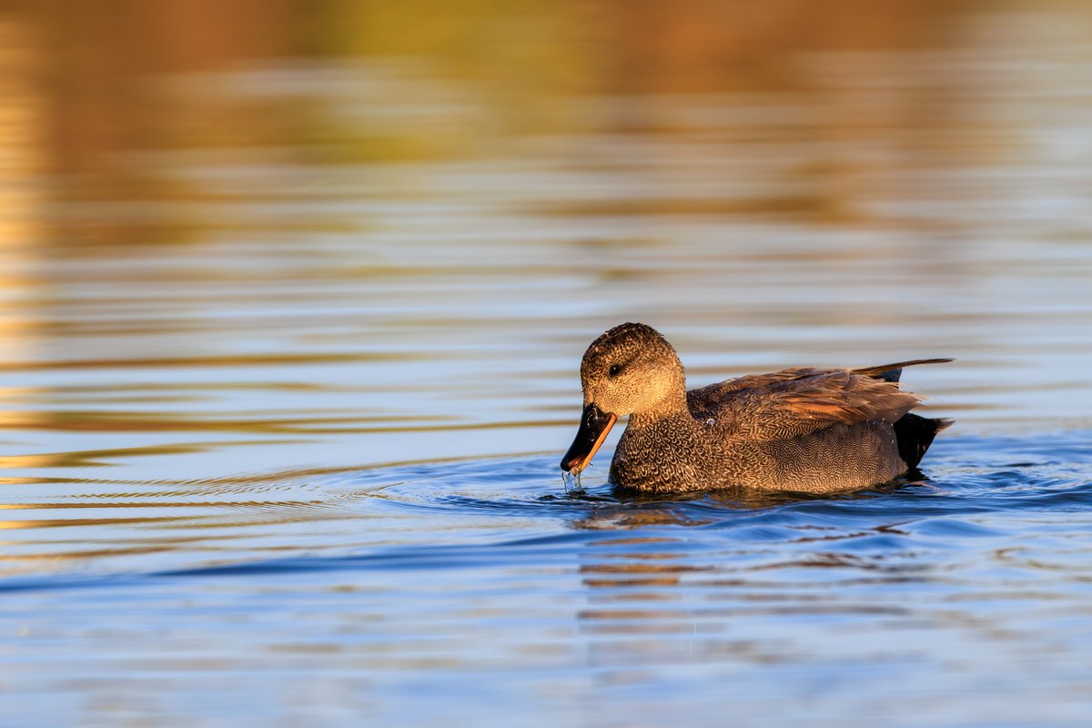 Gadwall
