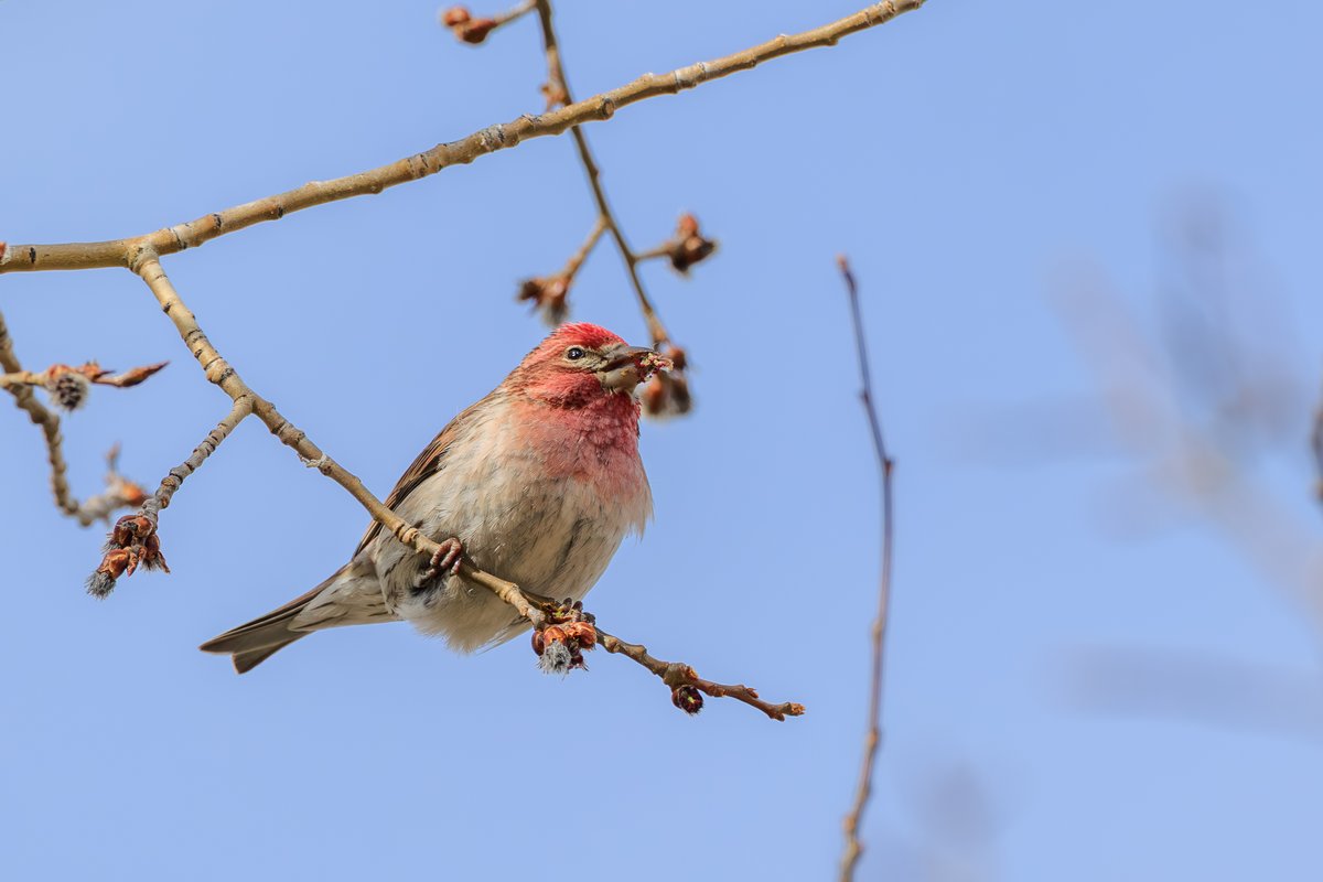 Cassin's Finch