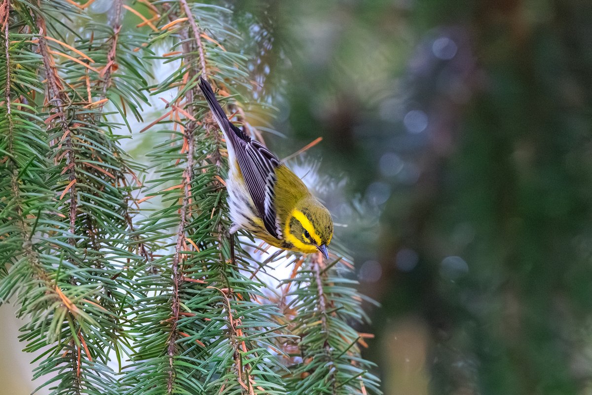 Townsend's Warbler