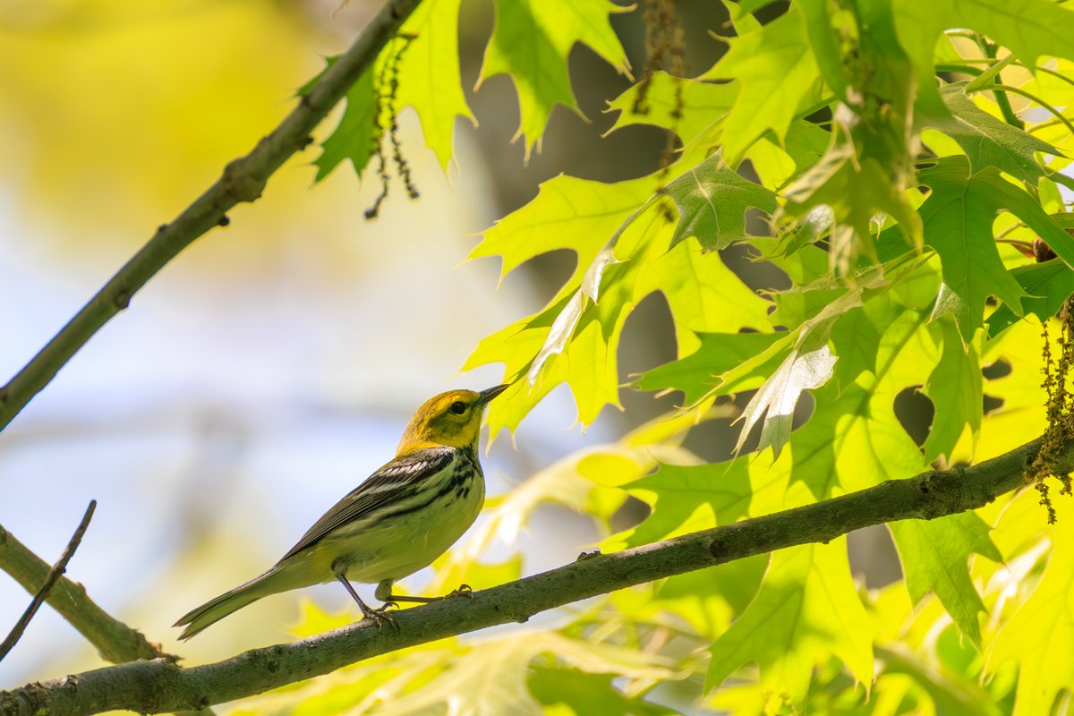 Black-throated Green Warbler