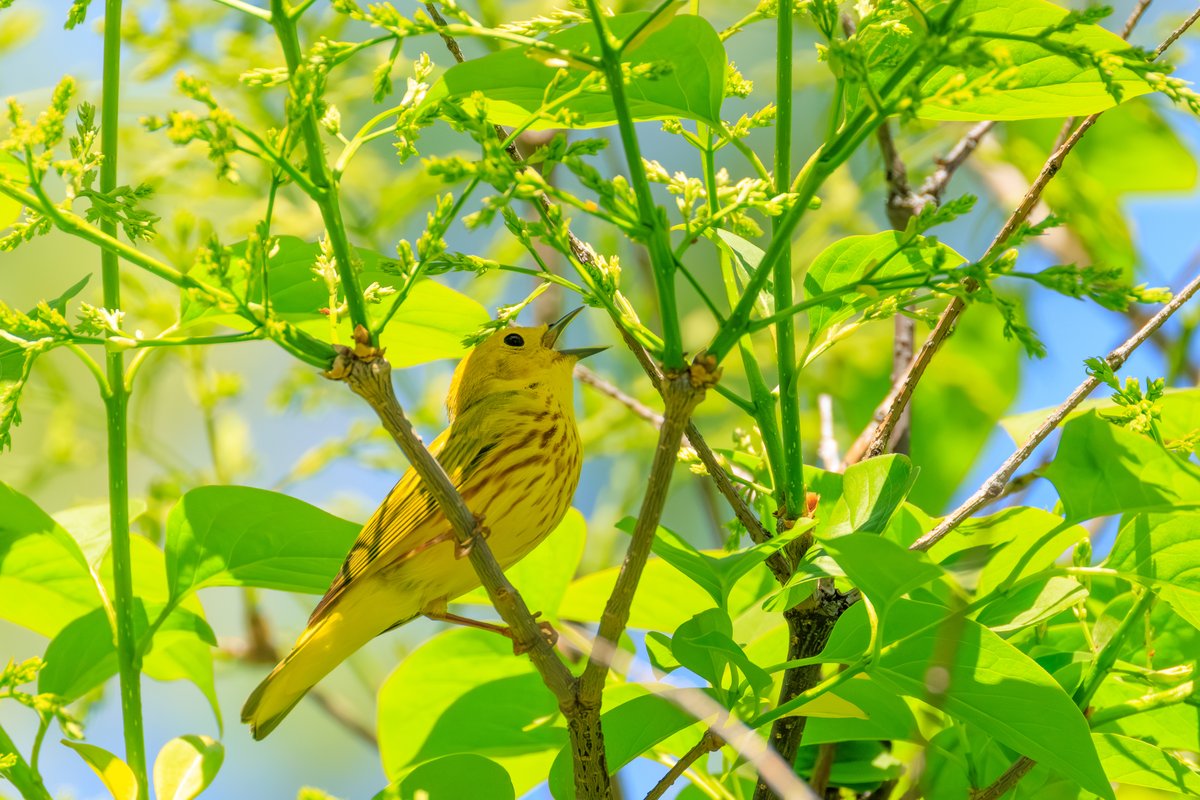 Northern Yellow Warbler