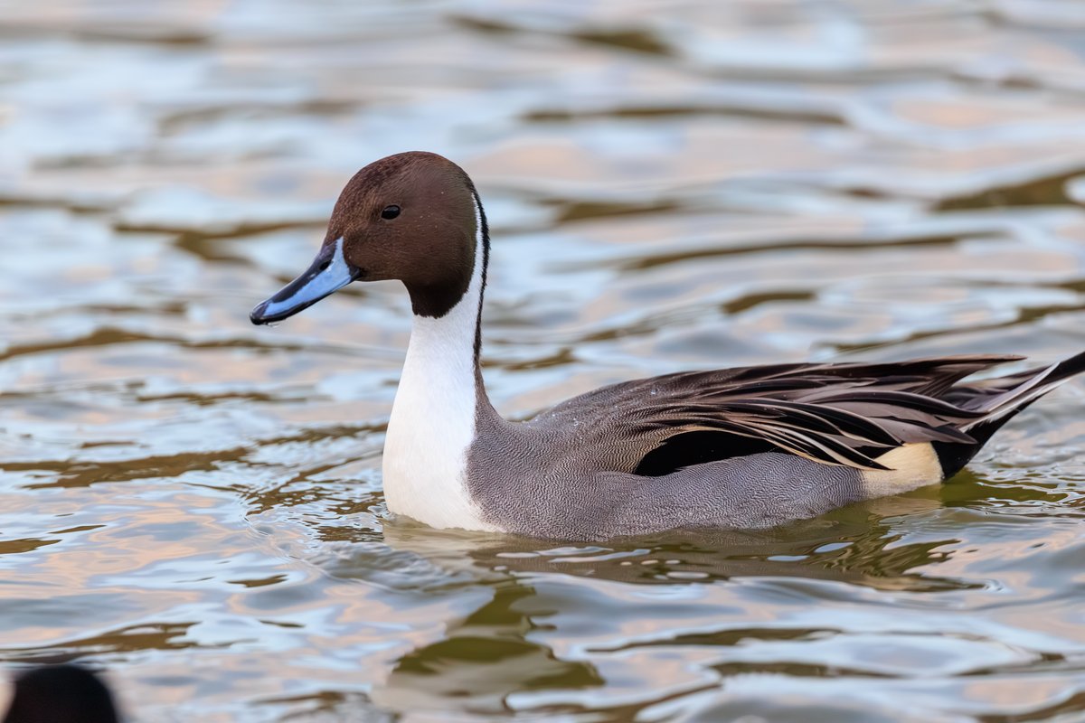 Northern Pintail