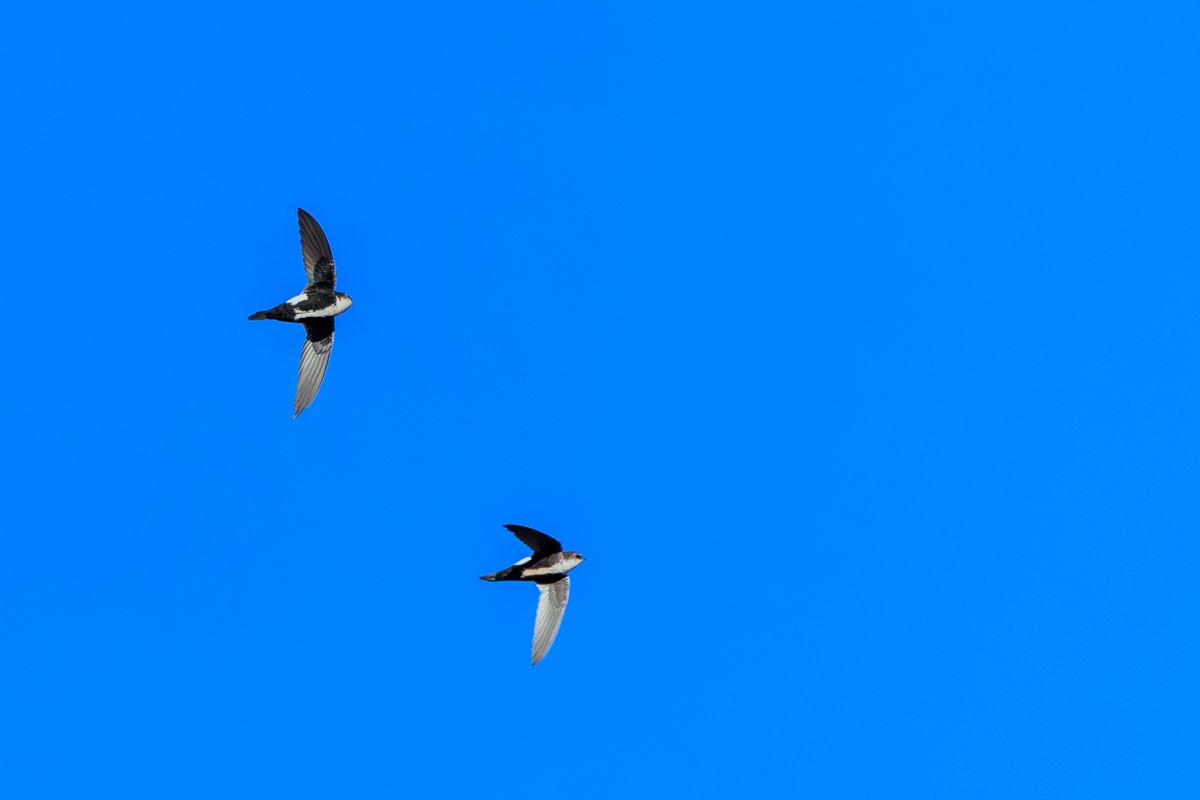 White-throated Swift