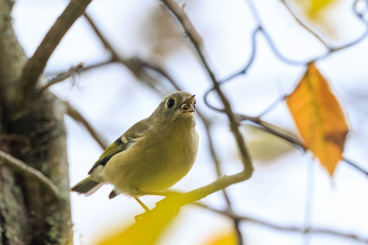 Ruby-crowned Kinglet