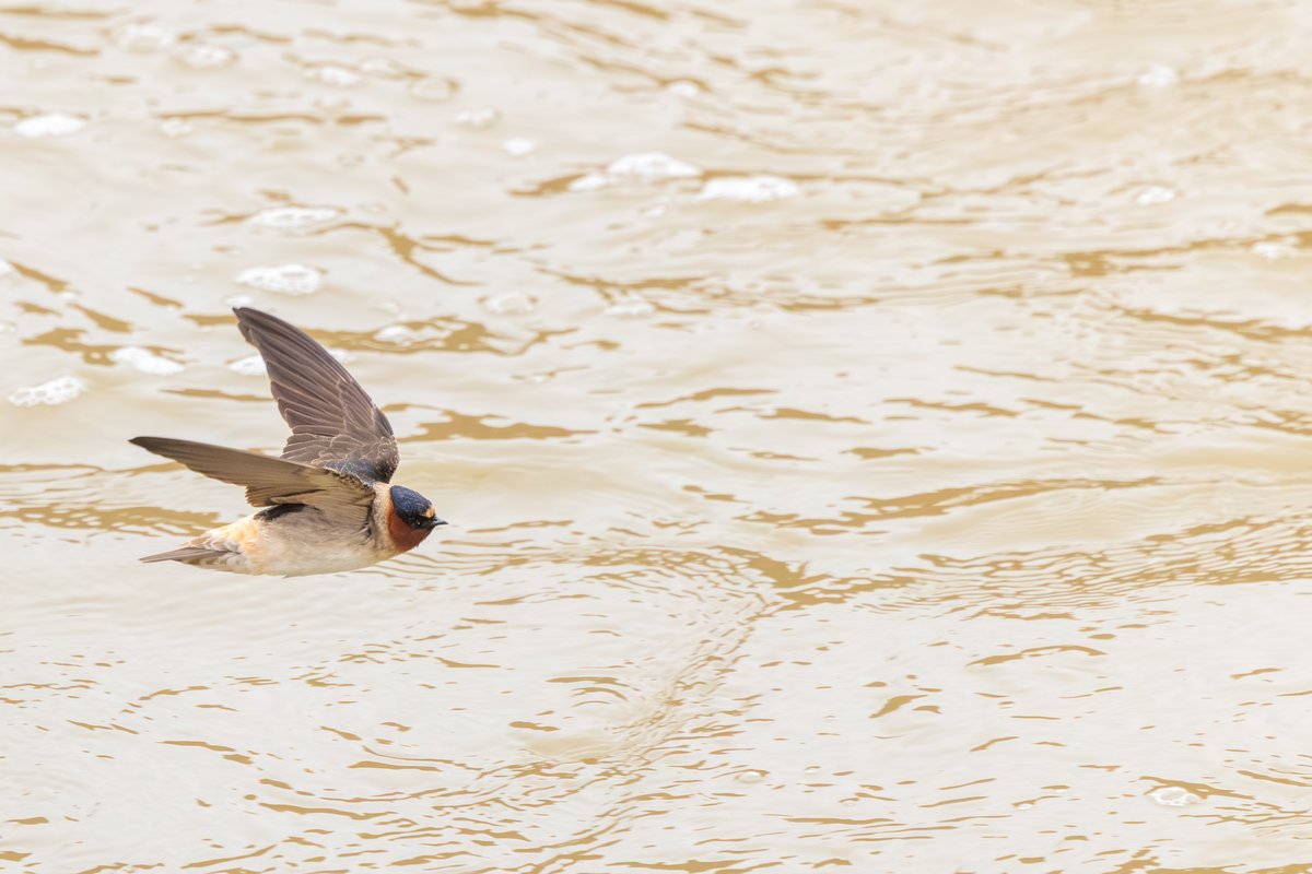 Barn Swallow