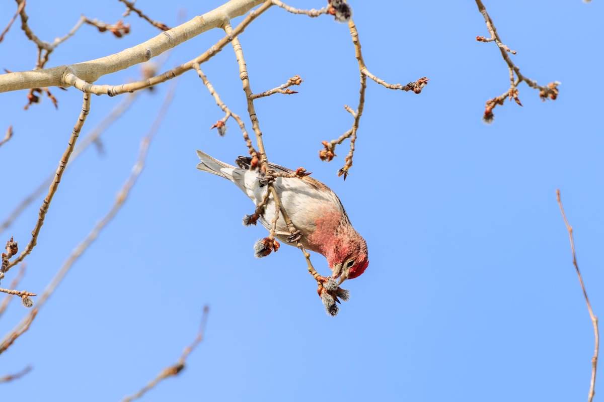 Cassin's Finch