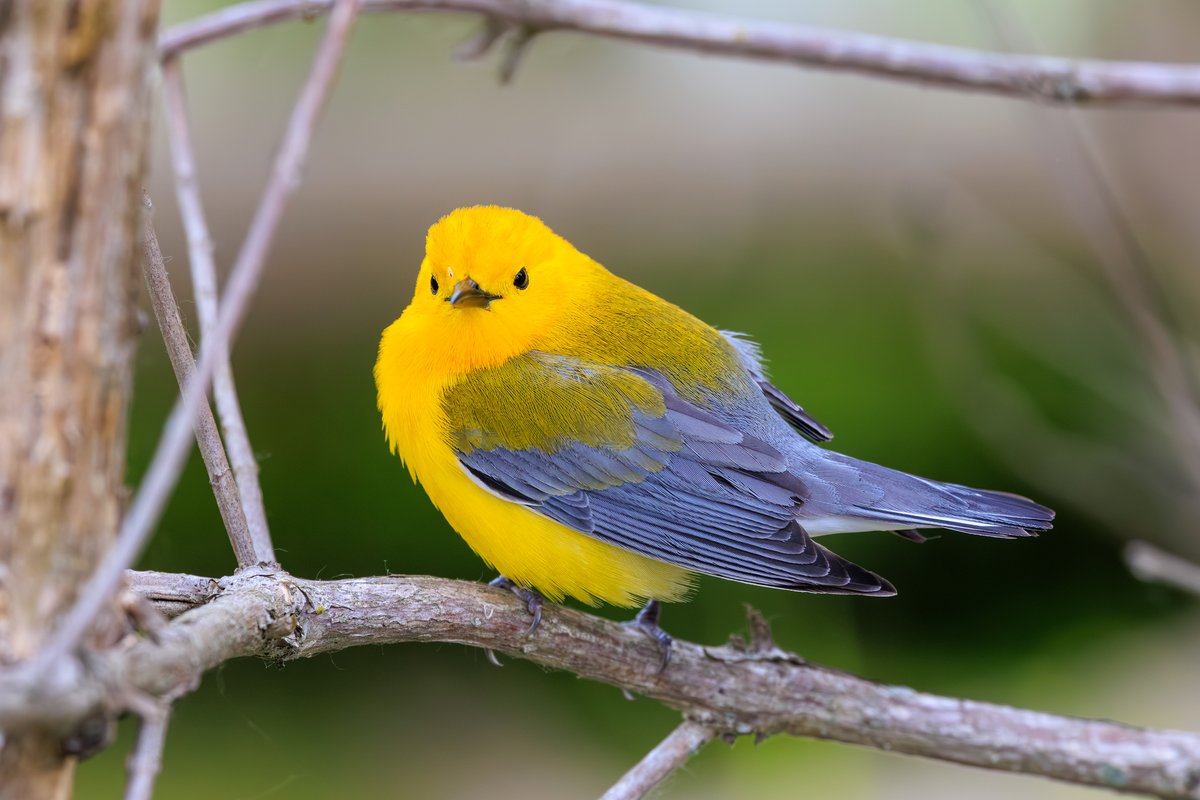 Prothonotary Warbler