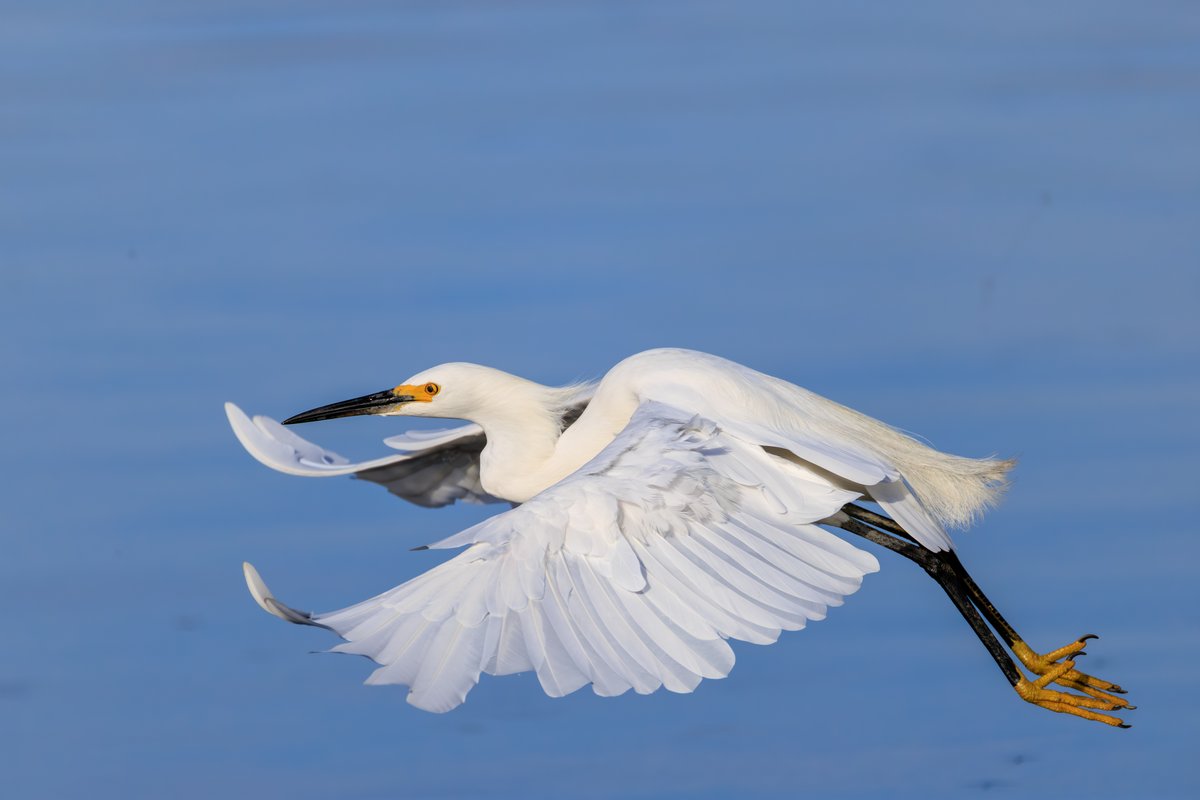 Snowy Egret