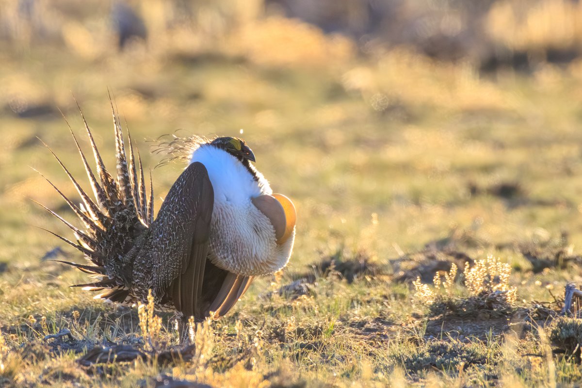 Greater Sage-Grouse