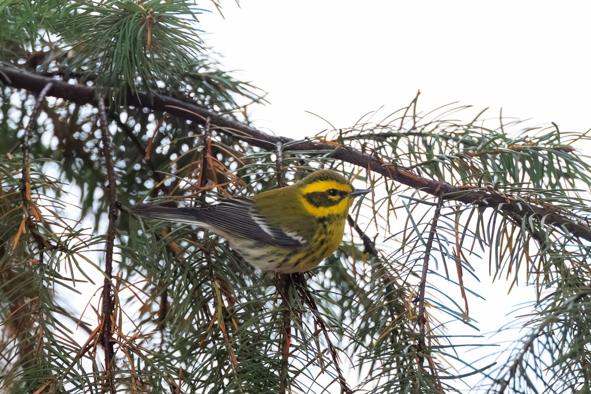 Townsend's Warbler