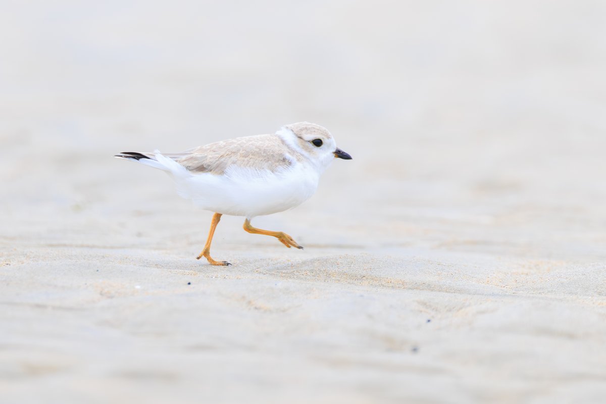 Piping Plover