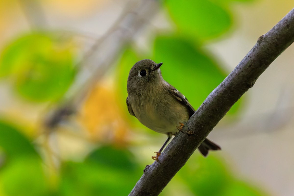 Ruby-crowned Kinglet