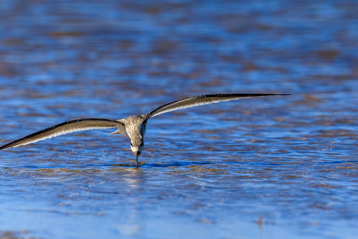 Black Skimmer