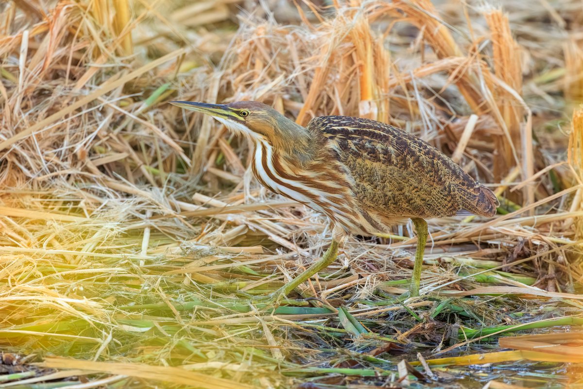 American Bittern