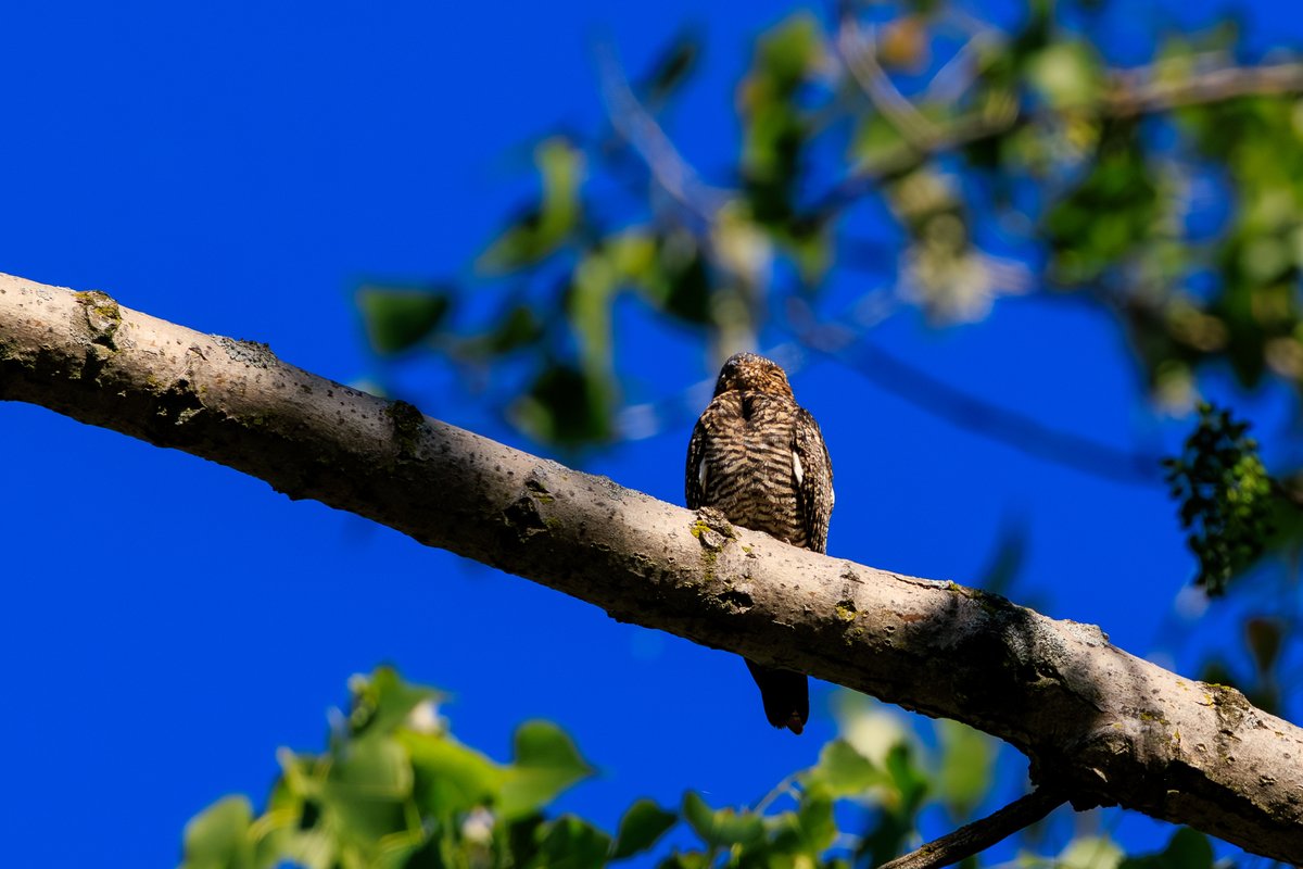 Common Nighthawk