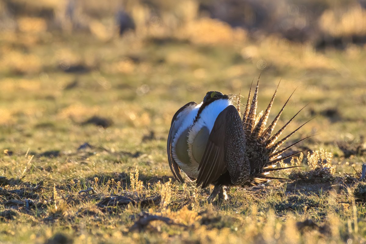 Greater Sage-Grouse