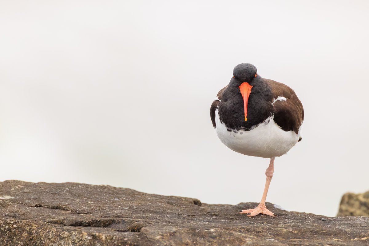 American Oystercatcher