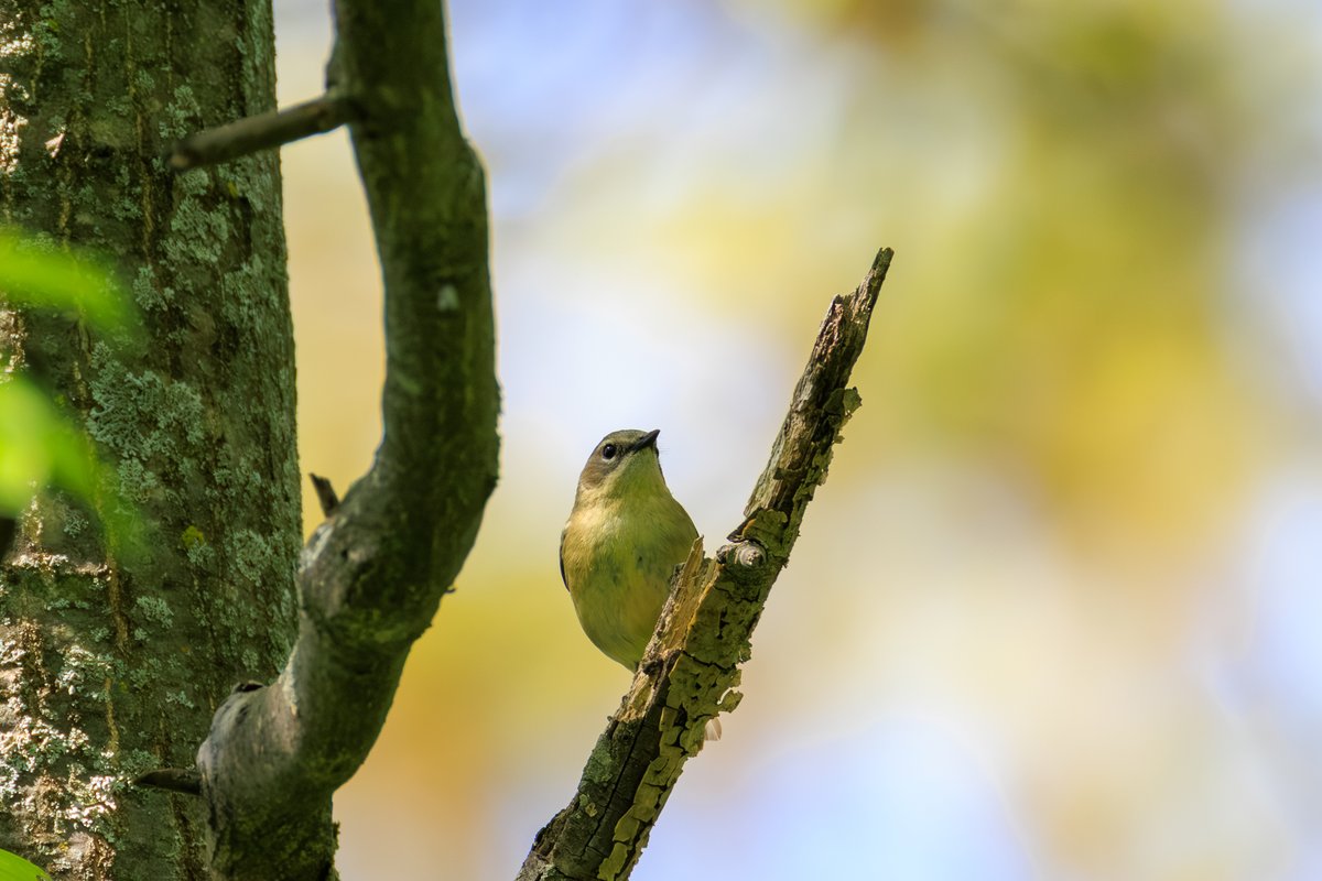 Black-throated Blue Warbler