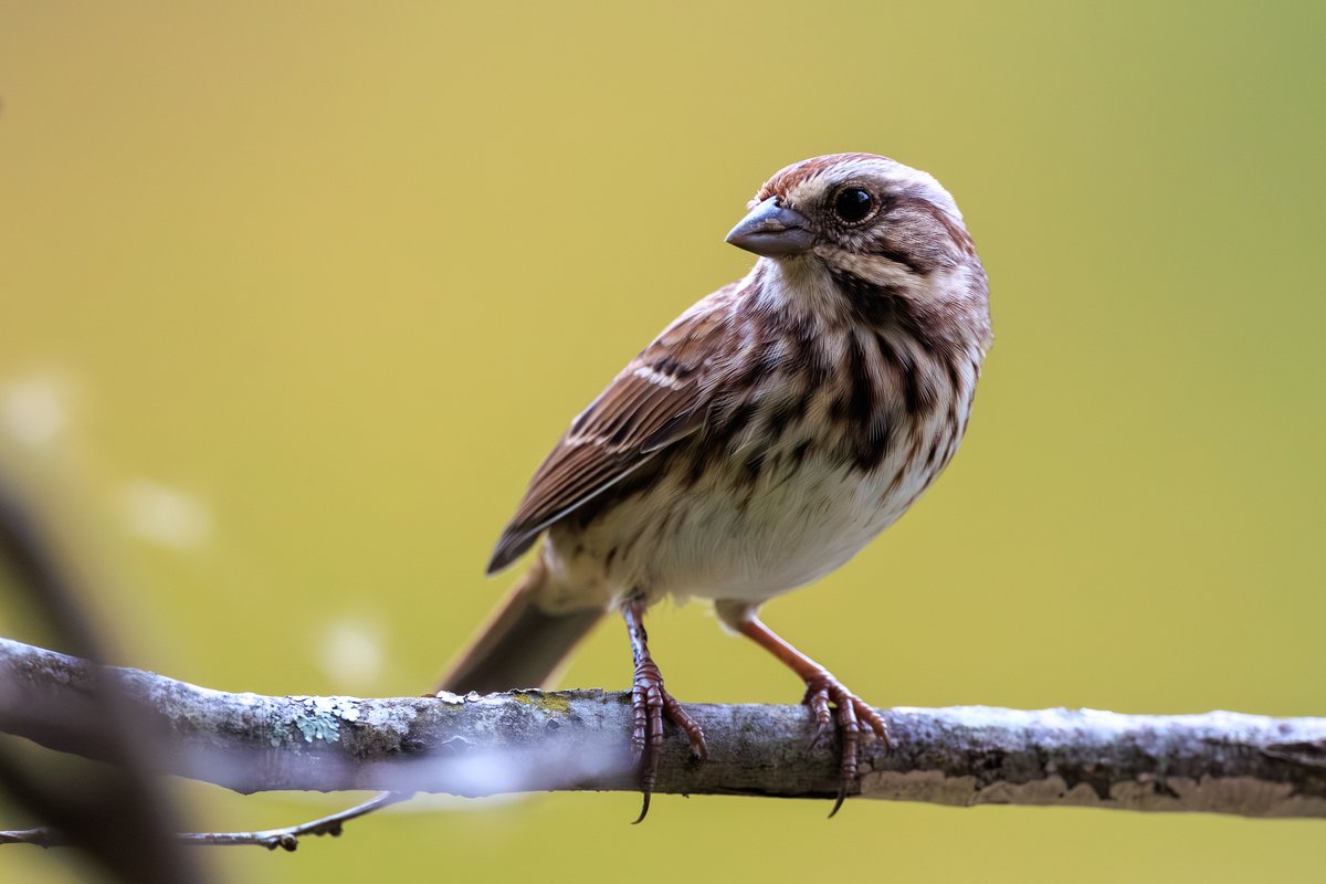 Song Sparrow