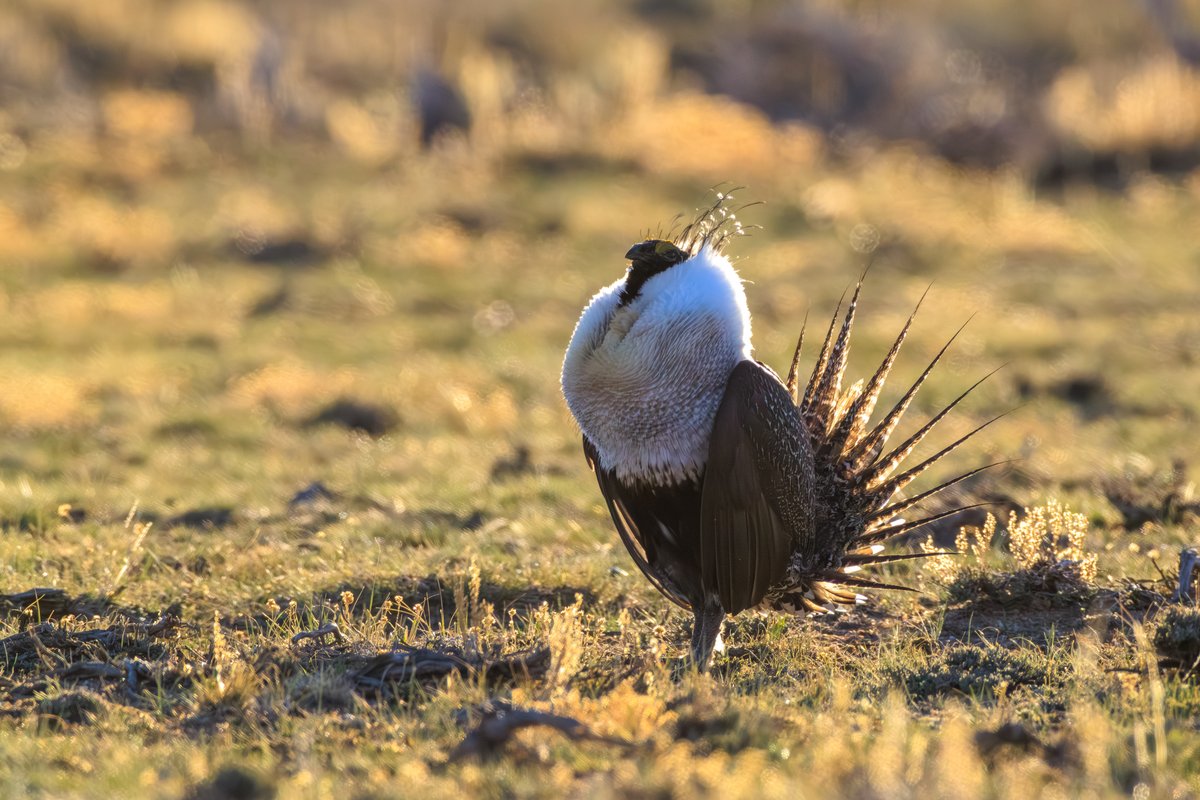 Greater Sage-Grouse