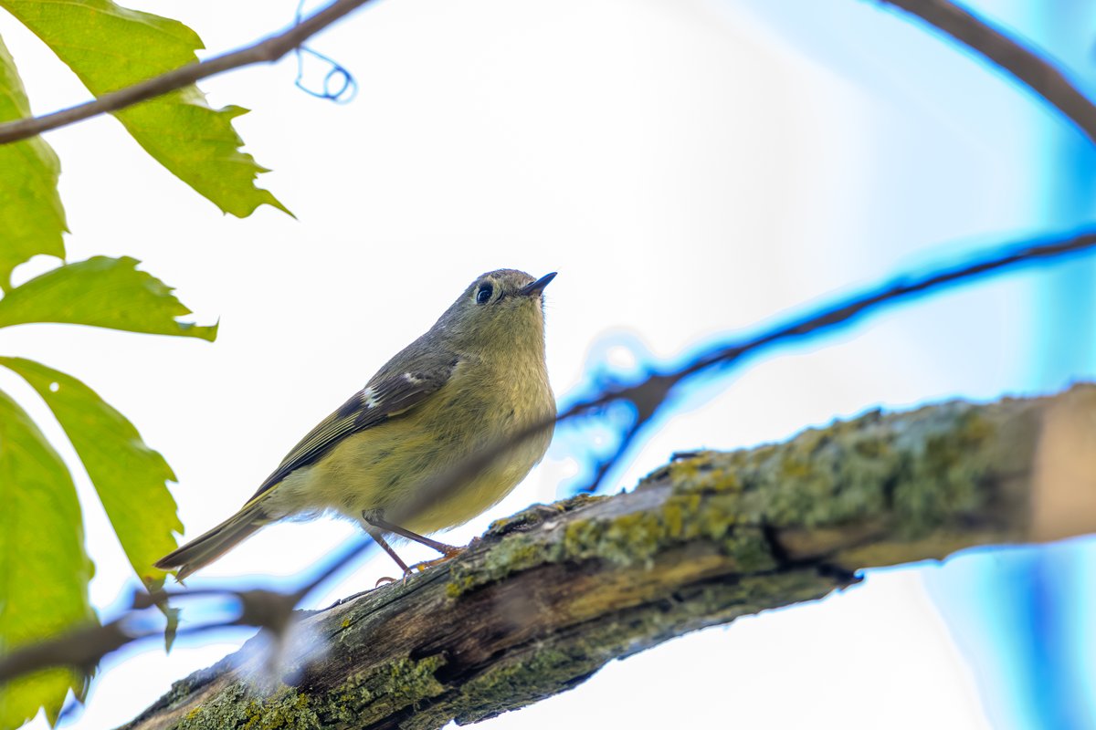 Ruby-crowned Kinglet