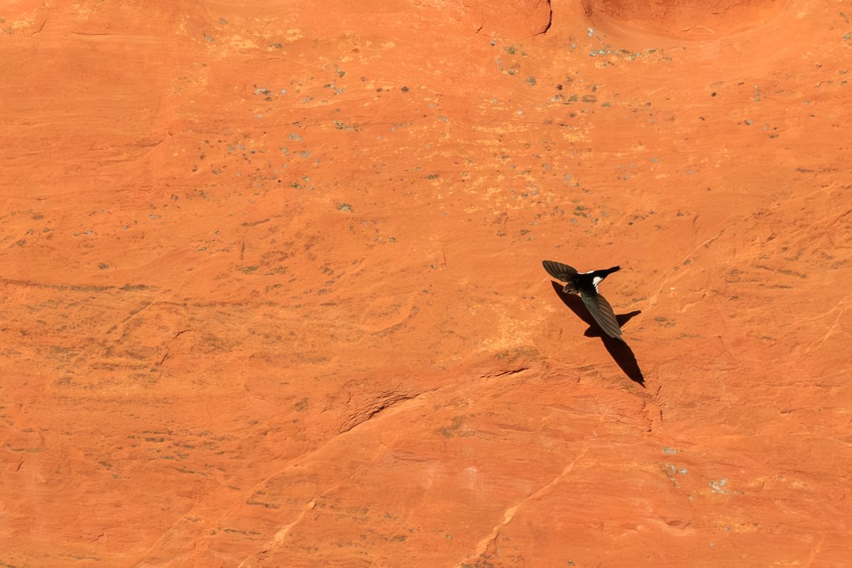 White-throated Swift