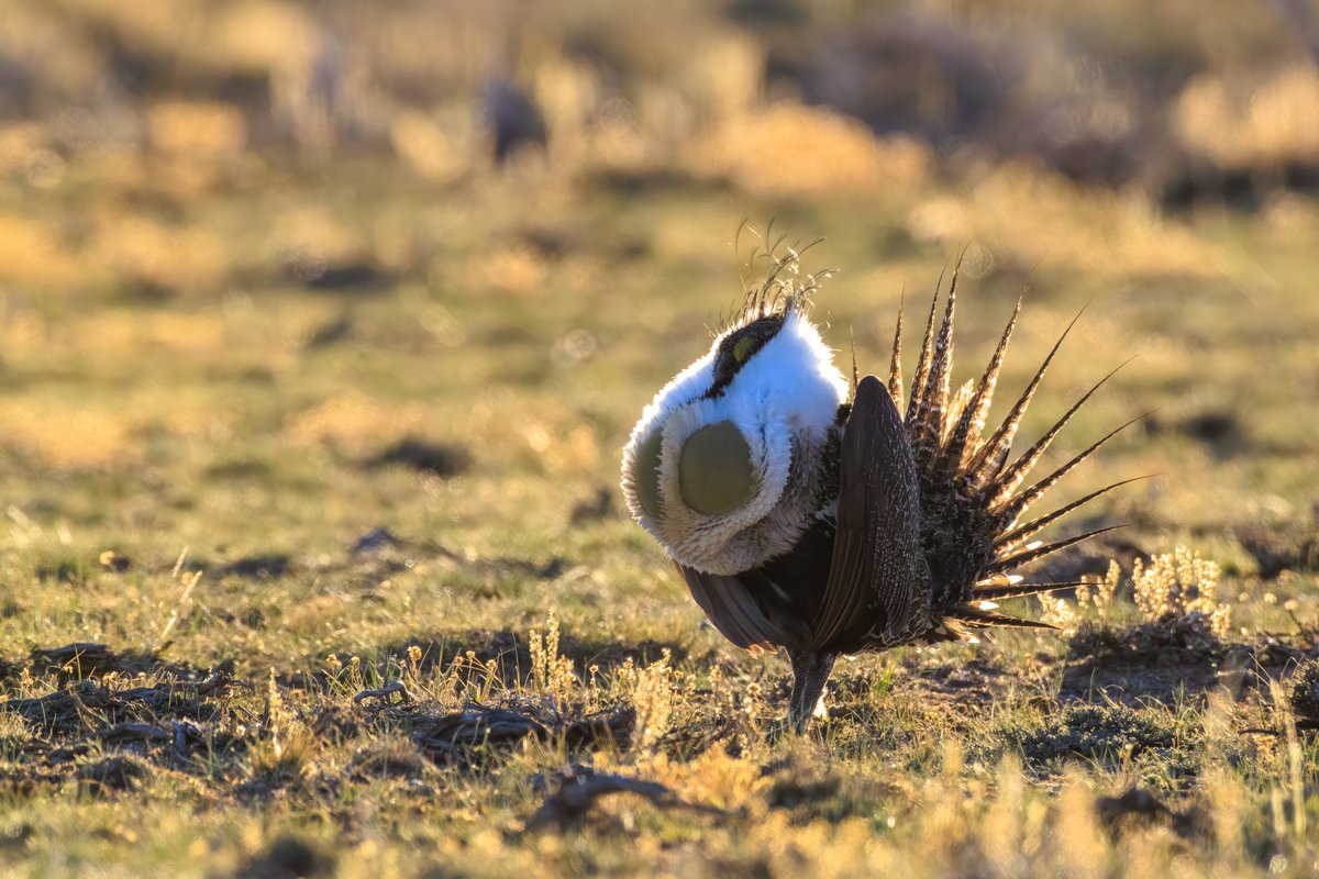 Greater Sage-Grouse