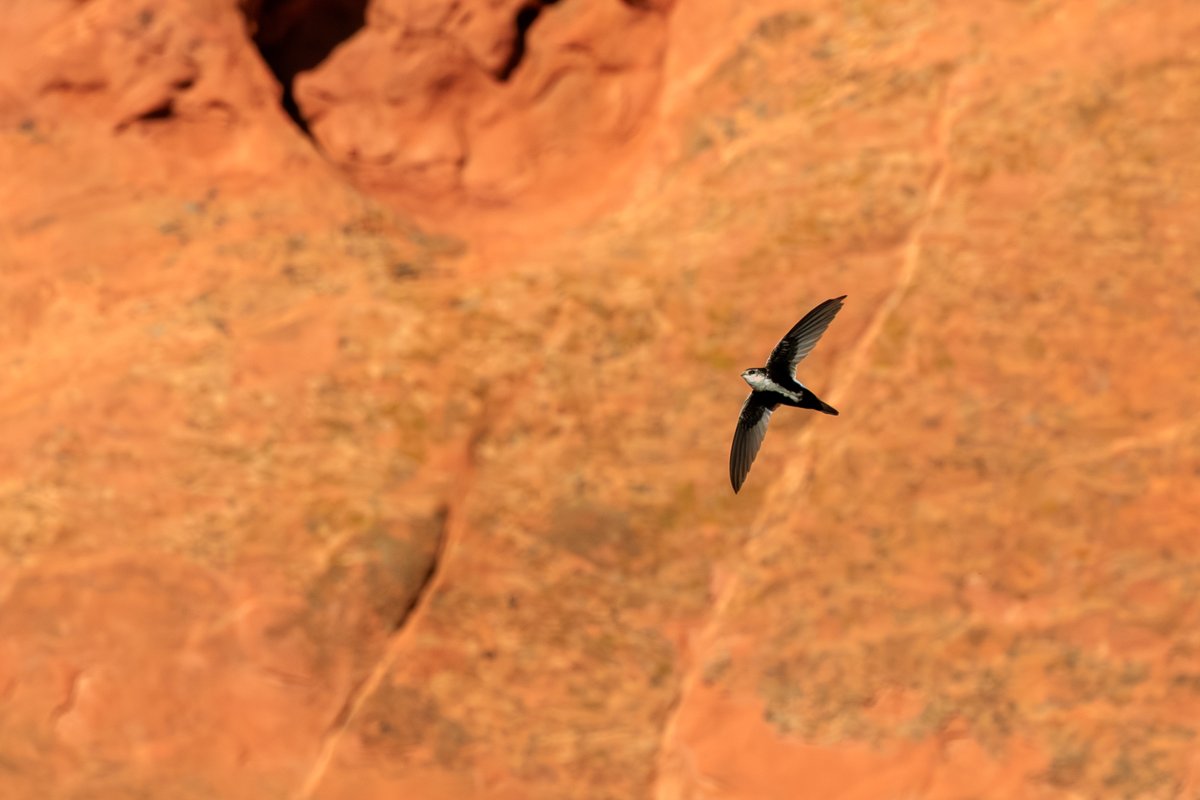 White-throated Swift