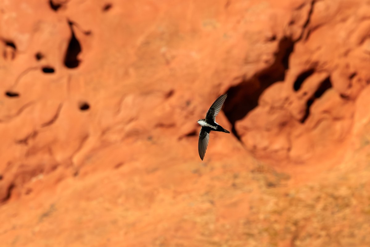 White-throated Swift