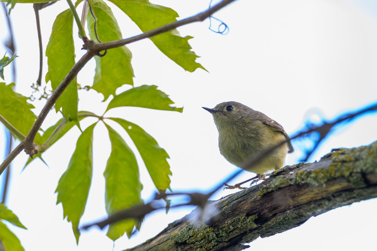 Ruby-crowned Kinglet