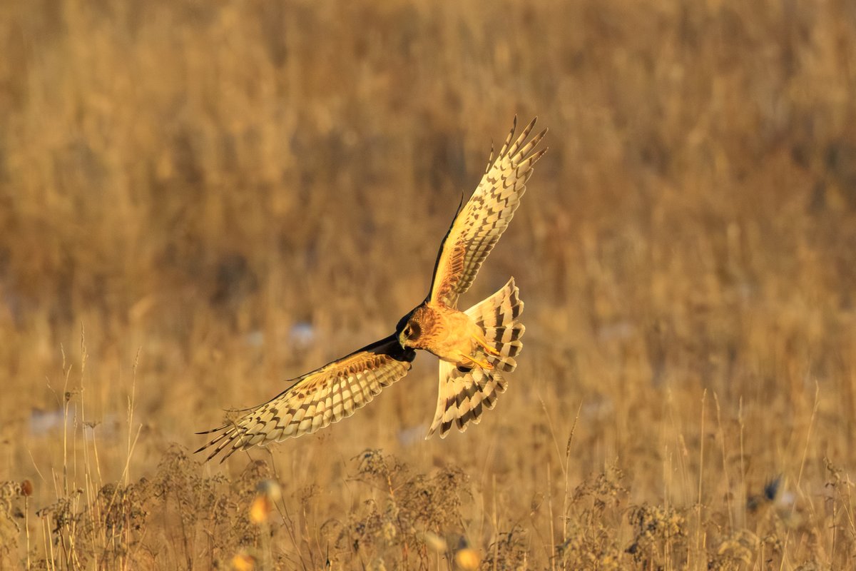 Northern Harrier