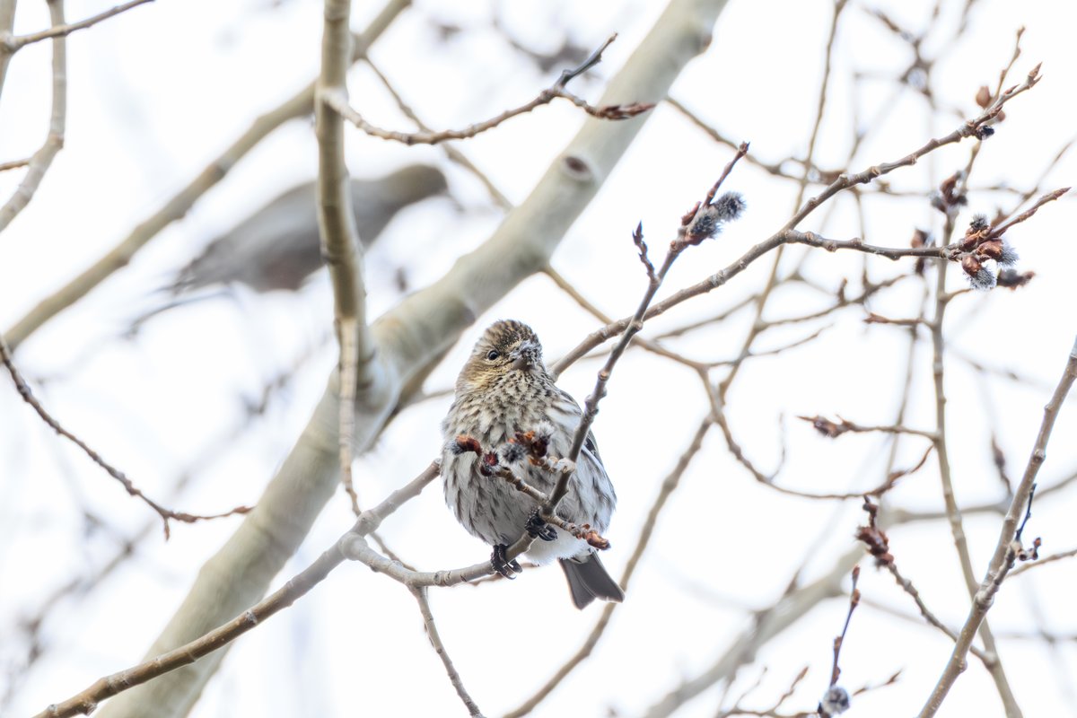 Pine Siskin