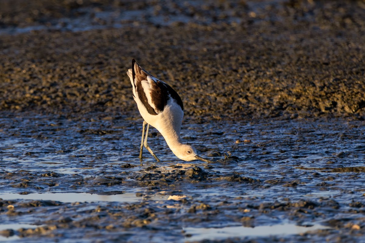 American Avocet